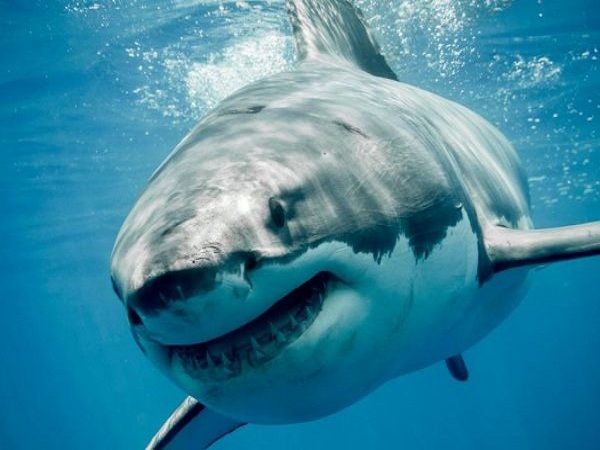 Ngủ mơ thấy cá mập có điềm báo gì? đánh con số gì?
