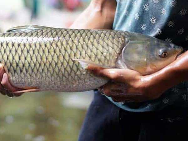 Mơ tháy ăn trộm cá là điềm báo gì?