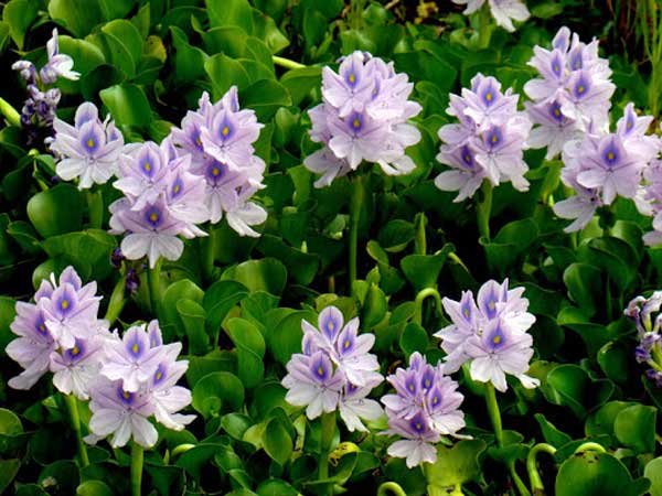 Chiêm bao thấy ao bèo nên đánh số con bao nhiêu