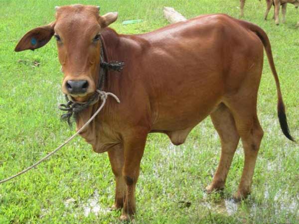 Chiêm bao thấy con bò nên đánh số con bao nhiêu