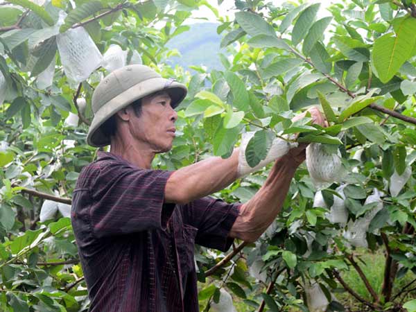 Chiêm bao thấy hái ổi nên đánh số con bao nhiêu