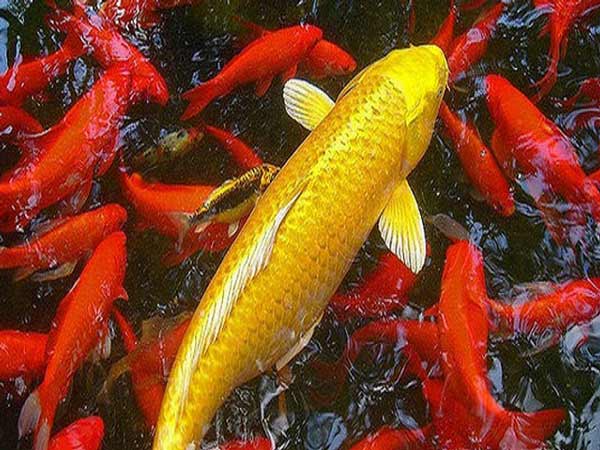 Chiêm bao thấy cá chép nên đánh con tô con bao nhiêu