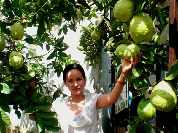 Mơ thấy hái ổi là điềm báo lành hay dữ?