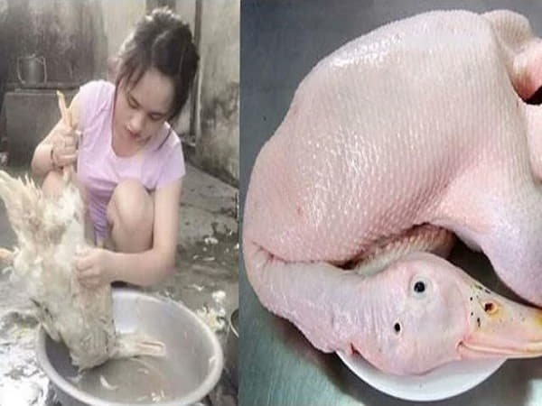 Mơ thấy thấy làm thịt vịt thử vận may với con gì để trúng lớn?