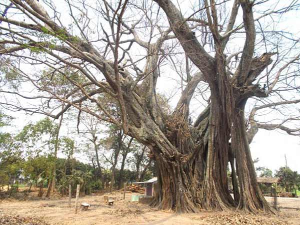 Mơ tháy cây đánh con gì trúng lớn?