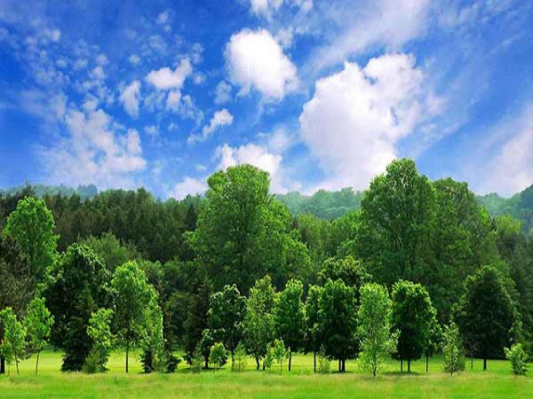 Mơ thấy cây là điềm báo lành hay dữ?