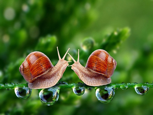 Chiêm bao thấy ốc nên đánh số con bao nhiêu?