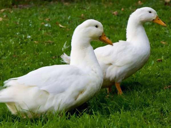 Mơ thấy thịt vịt là điềm báo lành hay dữ?