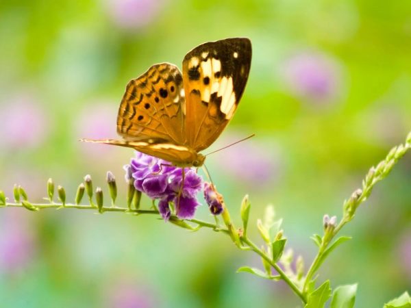Mơ thấy bướm là điềm báo lành hay dữ?