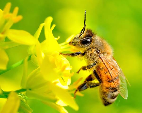 Nằm mơ thấy con ong vàng là điềm báo gì nên chọn con số nào