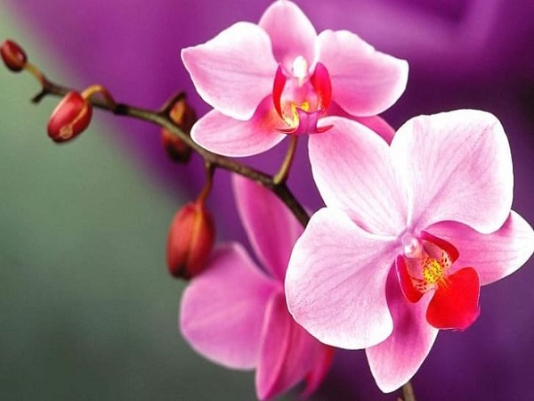 Nằm mơ thấy hoa lan thử vận may với con gì