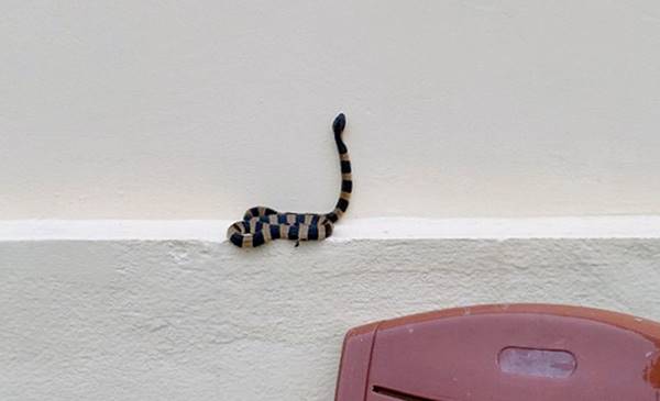 Giải mã nằm mơ thấy rắn bò vào nhà là điềm báo gì tốt hay xấu