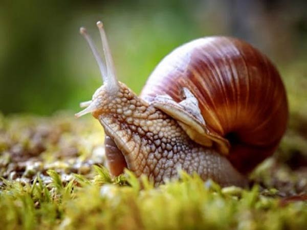 Nằm mơ thấy con ốc thì điềm lành hay điềm dữ