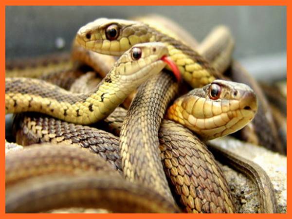 Mơ thấy 5 con rắn là số mấy? Giấc mơ này báo hiệu điều gì