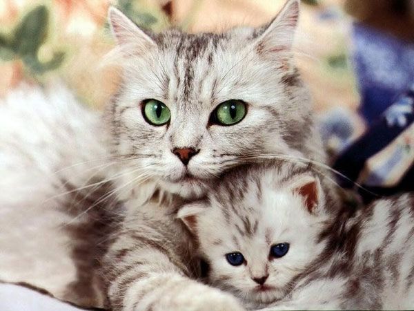 Giải mã giấc mơ thấy con mèo số mấy, dự báo điềm lành hay xui?
