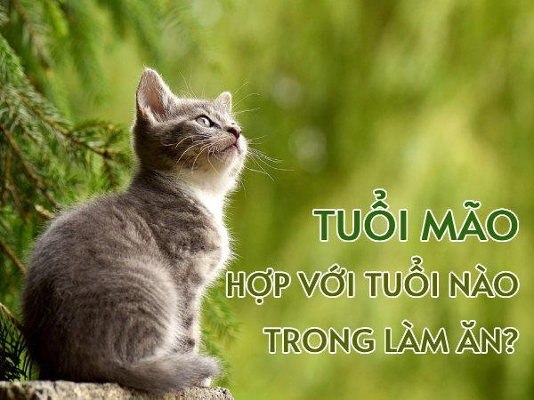 Tìm hiểu tuổi Mão hợp với tuổi nào trong làm ăn kinh doanh?