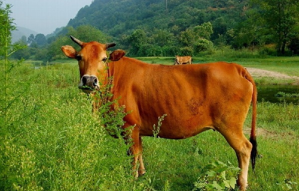 mơ thấy con bò