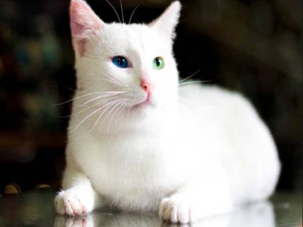 Giải mã ý nghĩa giấc mơ thấy mèo trắng
