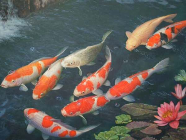 Ngủ mơ thấy cá koi là điềm báo gì