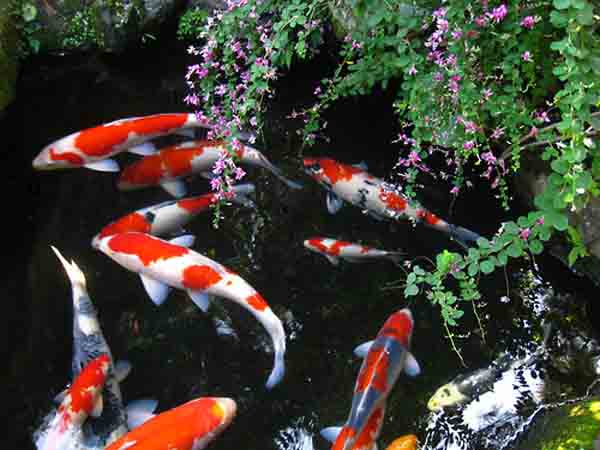 Nằm mơ thấy cá koi đánh con gì ăn chắc