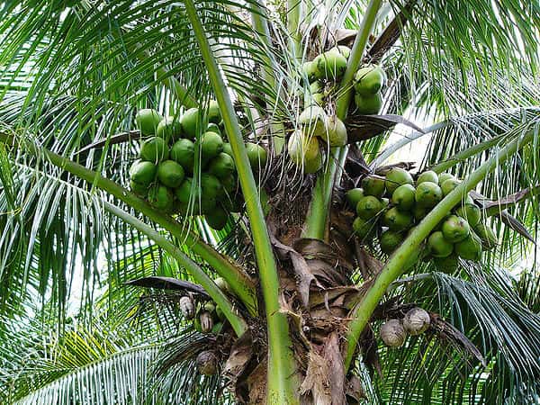 Mơ thấy cây dừa may hay xui đánh con gì thắng lớn cho “tân binh”?