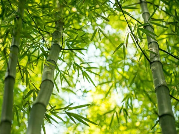 Mơ thấy cây tre may hay xui đánh con gì chuẩn xác dễ trúng nhất?