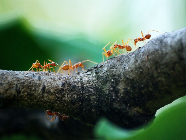 Nằm mơ thấy đàn kiến tốt hay xấu đánh con gì rinh thưởng lớn?