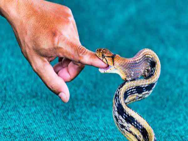 Giải Mã Bí Ẩn Giấc Mơ Rắn Cắn Vào Tay Đánh Con Gì Trúng Đậm