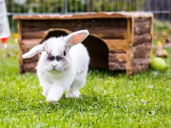 Đi đường gặp thỏ là điềm gì? Có phải điềm báo cực kỳ lộc lá?