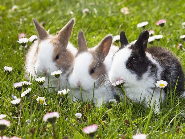 Phân tích ý nghĩa đi đường gặp thỏ là điềm gì, đỏ hay đen?