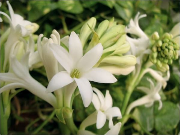Nhìn thấy hoa huệ chọn số nào để thần tài gõ cửa
