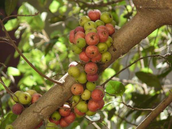 Thấy quả sung có ý nghĩa gì