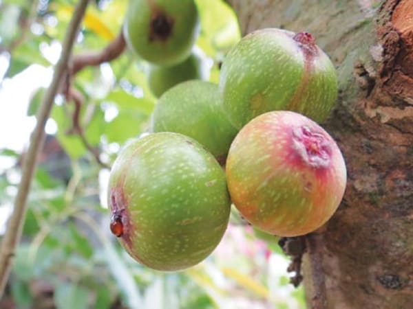 Thấy quả sung chọn số nào gặp may