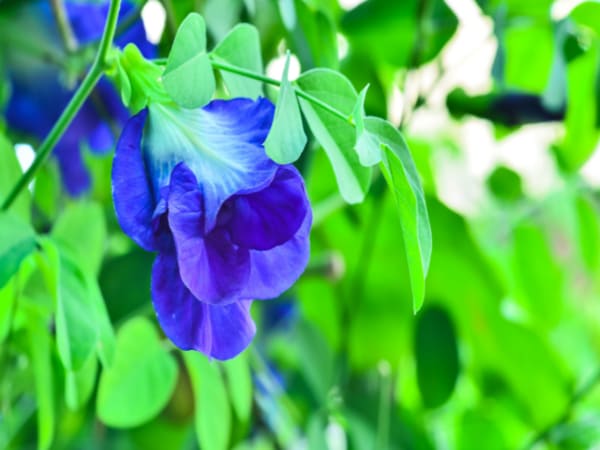 Nhìn thấy hoa đậu biếc chọn số nào
