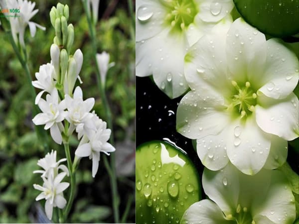 Trường hợp nhìn thấy hoa huệ trắng có ý nghĩa gì
