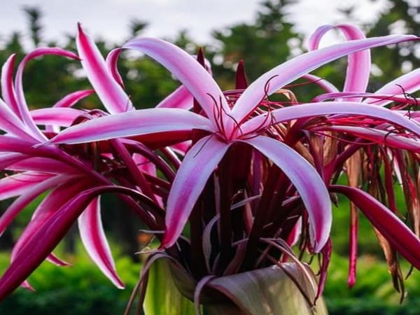 Thấy hoa láng chọn số nào để gặp may
