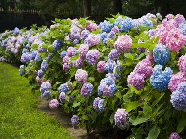 Trường hợp thấy hoa cẩm tú cầu nở đẹp chọn số nào, có ý nghĩa gì