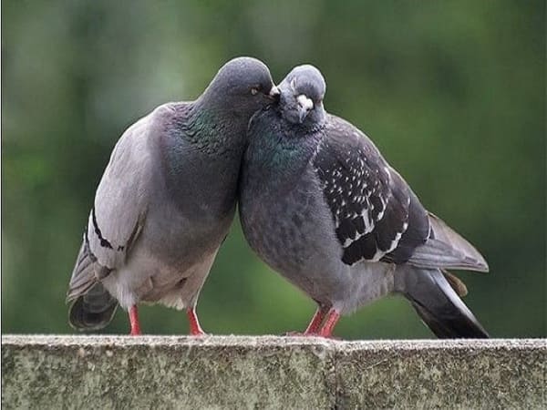 Nếu thấy chim bồ câu đang tìm mồi