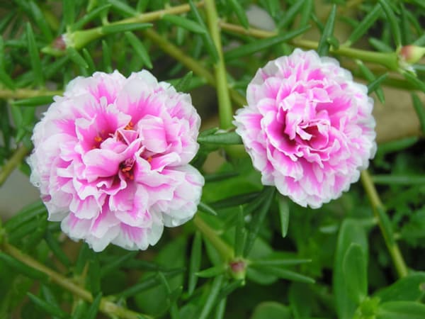 Nếu nhìn thấy hoa mười giờ trong chậu: