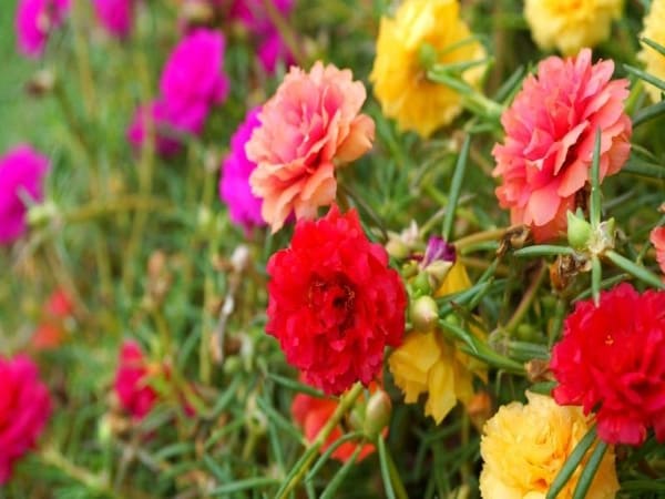Thấy hoa mười giờ con số may mắn là gì