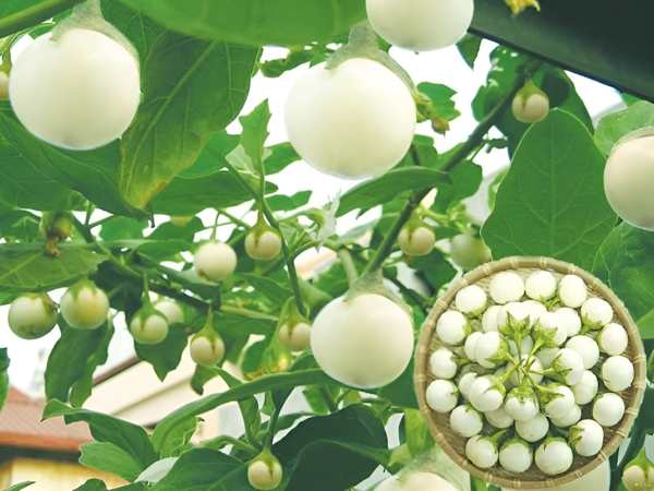 Thấy quả cà pháo có ý nghĩa gì