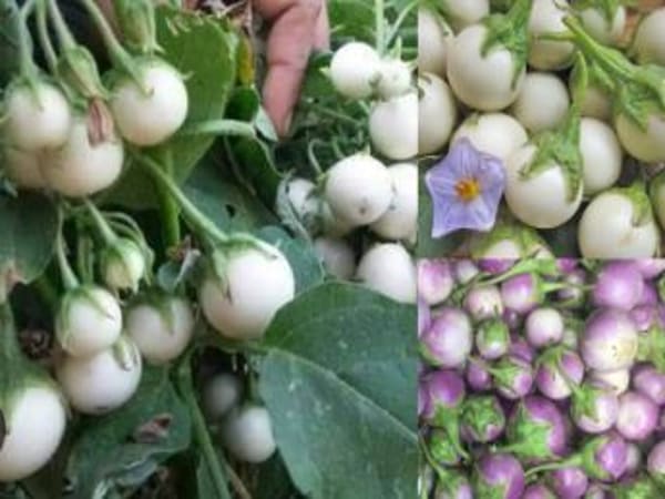 thấy quả cà pháo con số nào may mắn