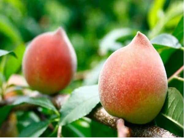 Nhìn thấy quả đào xanh ý nghĩa gì