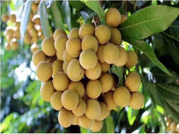 Trường hợp nhìn thấy quả nhãn trên cây