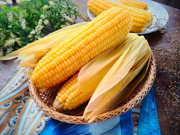 Ý nghĩa của việc trông thấy bắp ngô
