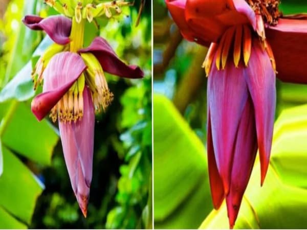 Nhìn thấy hoa chuối mang ý nghĩa gì