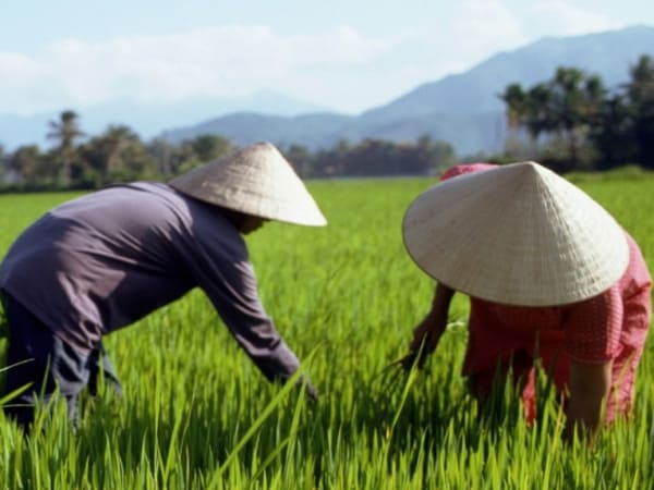 Tìm hiểu về hình ảnh nón lá trong văn hóa Việt Nam