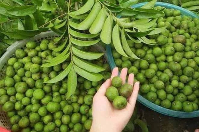 Nhìn thấy quả sấu có ý nghĩa gì