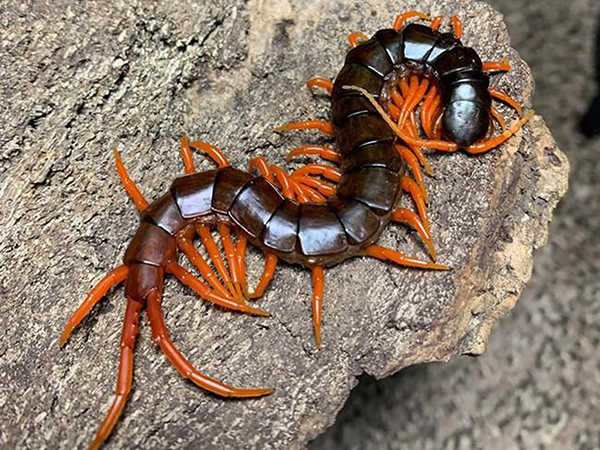 Mơ thấy rết trong nhà