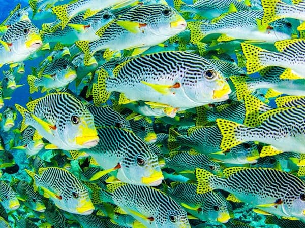 Ngủ mê thấy nhiều cá màu vàng